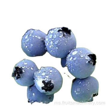 Barisan pengeluaran jus pekat yang disesuaikan untuk blueberry